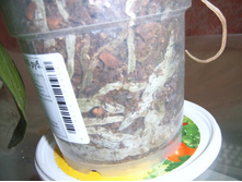 ����� 033.jpg