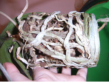 ����� 035.jpg