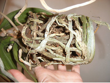 ����� 036.jpg