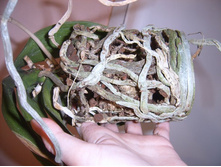 ����� 038.jpg