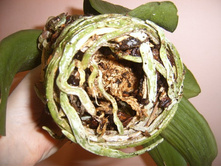 ����� 039.jpg