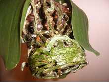 ����� 040.jpg