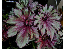 Raspberry Swirl