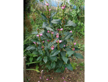 ������ ����� �������*