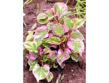 ���������� ������������*