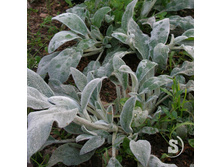 ������ ����������