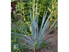 �������� ��������(������)*)