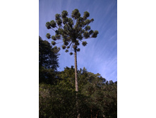 ���������� ����� 