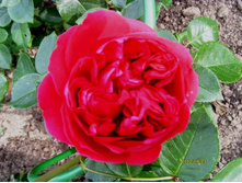 ���� �������