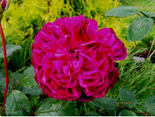 ������ �������