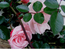 New Dawn � ������.jpg