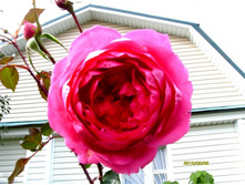 ���� �������� �� �����