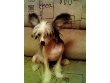 ������� �������