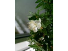 ������ �����