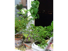 ��������� ����: ������, ����, ������, ����� � ������