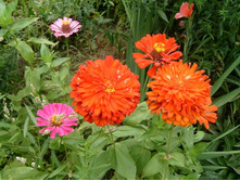 ����� ������