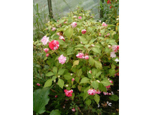 ������������� ������