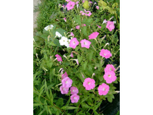 ������� ������