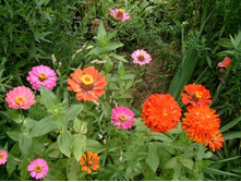 ��� ����� ������