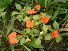 ��������� ���������