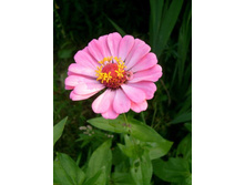 ������� �����