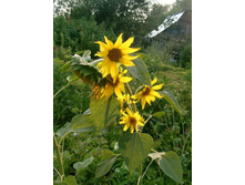 ����������� �������