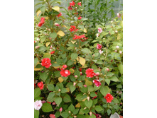 ��� ������������� ������