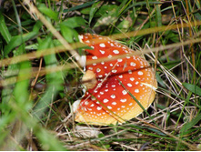 ��������� ��������, ��������� ������������ ����