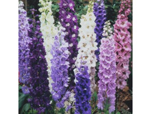 3509940.Del-finium_Cvetnie_fontani-_special-naj_smes-22,50