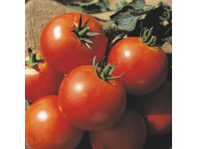 3524360.Tomat_Dacnik_-4.99.jpg