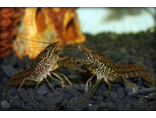 �������2 017.jpg