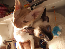 ����� ����