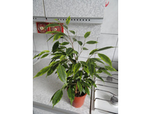 �����  ���������-  �� 350 ���.