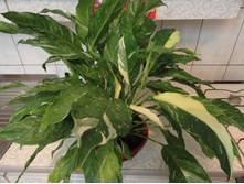 ���������� ������ - ������ �������� ��������