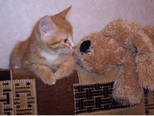 ��� ��������