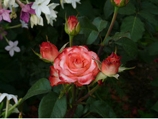 ���� (2).JPG