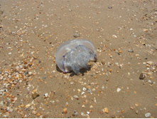 ������ (��������)