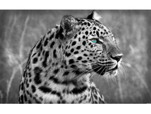 Leopard.jpg
