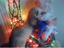 ����������� 123.jpg