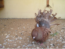 ������ ���