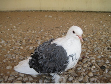 ������ ���