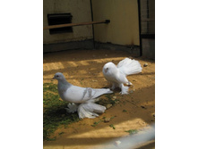 ������ ���, ������