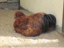 ��������� ۣ������ �����