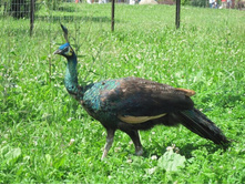 ��̣��� ������