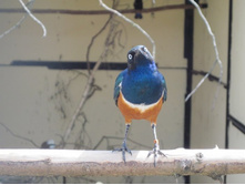 �� ����, �?