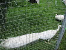 �������� �������� �����