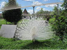 � ��� ţ ���������...