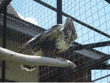 ���������� ����� (������)