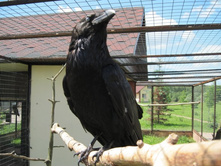 ������ �����