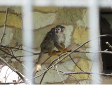 ������� ����